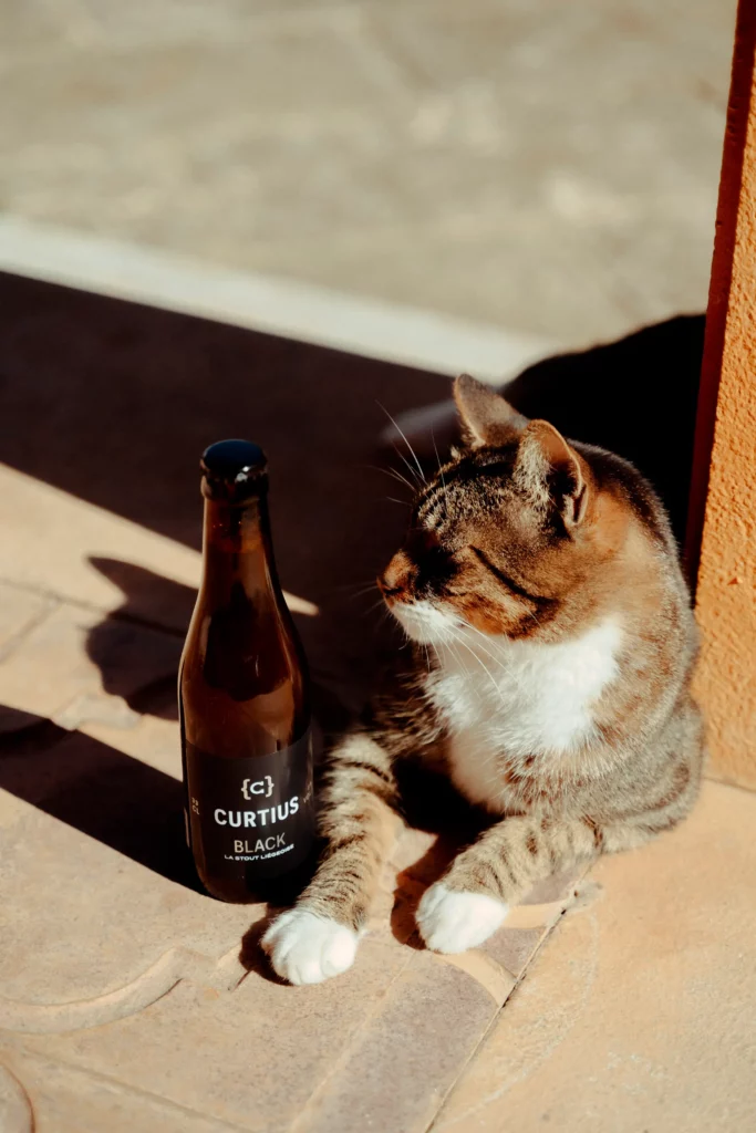 La bière Curtius et un chat